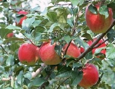 植保农技：苹果缺素症状表现分析